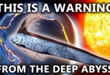 Oarfish Wash Ashore Near Cabo San Lucas, Prompting Viral “Doomsday Fish” Speculation Online