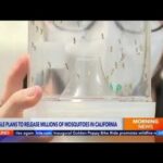 Google's ambitious plan: Millions of mosquitoes to combat disease