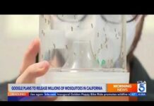 Google's ambitious plan: Millions of mosquitoes to combat disease
