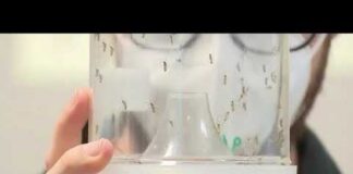 Google's ambitious plan: Millions of mosquitoes to combat disease